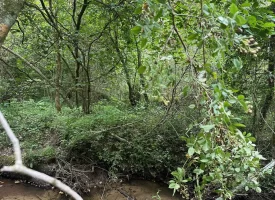 10+/-acres Unrestricted Wooded property nestled on the scenic Cumberland Plateau