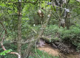 10+/-acres Unrestricted Wooded property nestled on the scenic Cumberland Plateau