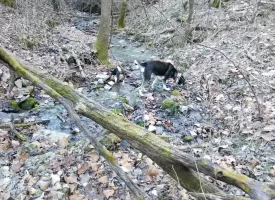 89.5+/-acres Unrestricted with Hunting Cabin