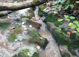 89.5+/-acres Unrestricted with Hunting Cabin