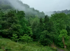 89.5+/-acres Unrestricted with Hunting Cabin