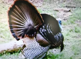 89.5+/-acres Unrestricted with Hunting Cabin