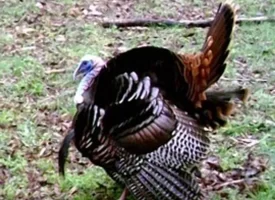 89.5+/-acres Unrestricted with Hunting Cabin