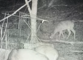 89.5+/-acres Unrestricted with Hunting Cabin