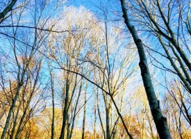 89.5+/-acres Unrestricted with Hunting Cabin