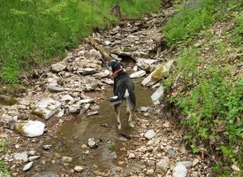 89.5+/-acres Unrestricted with Hunting Cabin