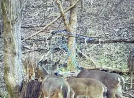 89.5+/-acres Unrestricted with Hunting Cabin