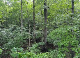 SOLD!! 5.01+/-acres Unrestricted wooded property