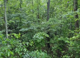 SOLD!! 5.01+/-acres Unrestricted wooded property