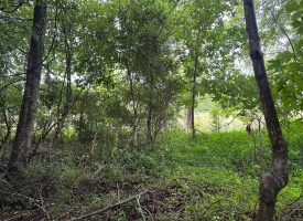 SOLD!! 5.01+/-acres Unrestricted wooded property