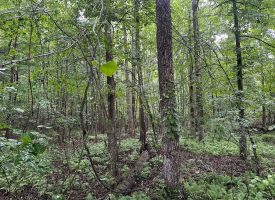 SOLD!! 5.01+/-acres Unrestricted wooded property