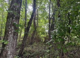 SOLD!! 5.01+/-acres Unrestricted wooded property