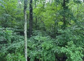 SOLD!! 5.01+/-acres Unrestricted wooded property