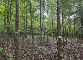 SOLD!! 5.01+/-acres unrestricted property.