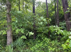 SOLD!! 5.01+/-acres unrestricted property.