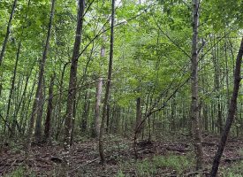 SOLD!! 5.01+/-acres unrestricted property.