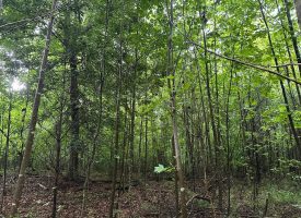 SOLD!! 5.01+/-acres unrestricted property.