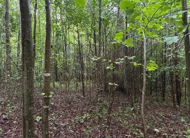 SOLD!! 5.01+/-acres unrestricted property.