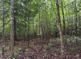 SOLD!! 5.01+/-acres unrestricted property.