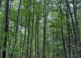 SOLD!! 3.97+/-acres Unrestricted Property