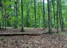 SOLD!! 3.97+/-acres Unrestricted Property