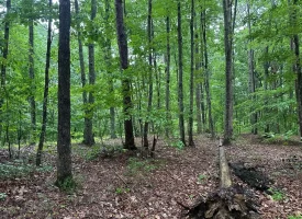 SOLD!! 3.97+/-acres Unrestricted Property