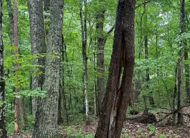 SOLD!! 3.97+/-acres Unrestricted Property