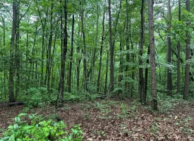 SOLD!! 3.97+/-acres Unrestricted Property