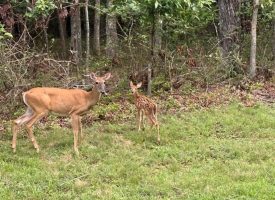 6.78+/-acres located in Monteagle TN