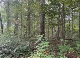 5.27+/-acres unrestricted wooded property