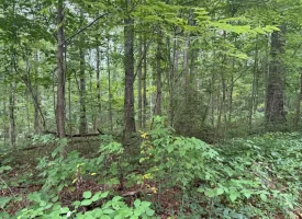 5.27+/-acres unrestricted wooded property