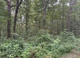 5.27+/-acres unrestricted wooded property