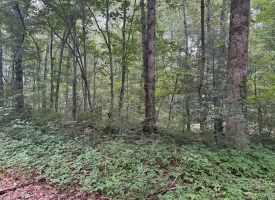 5.27+/-acres unrestricted wooded property