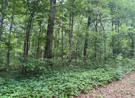 5.27+/-acres unrestricted wooded property