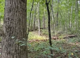 5.27+/-acres unrestricted wooded property