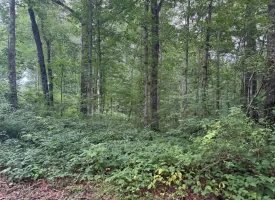 5.27+/-acres unrestricted wooded property