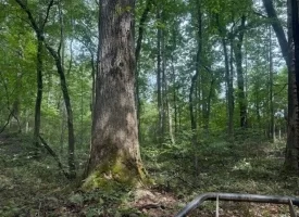 5.27+/-acres unrestricted wooded property