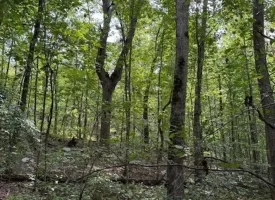 5.27+/-acres unrestricted wooded property