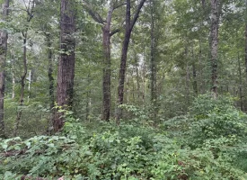 5.27+/-acres unrestricted wooded property