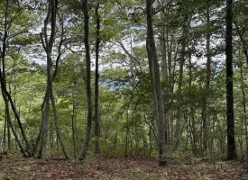 188+/-acres beautiful, wooded property Near Franklin State Forest