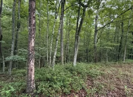 188+/-acres beautiful, wooded property Near Franklin State Forest