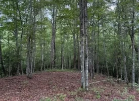188+/-acres beautiful, wooded property Near Franklin State Forest