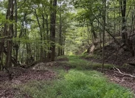 188+/-acres beautiful, wooded property Near Franklin State Forest