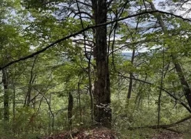 188+/-acres beautiful, wooded property Near Franklin State Forest