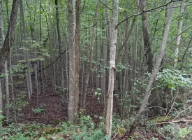 188+/-acres beautiful, wooded property Near Franklin State Forest