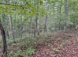 188+/-acres beautiful, wooded property Near Franklin State Forest