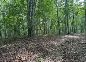 188+/-acres beautiful, wooded property Near Franklin State Forest