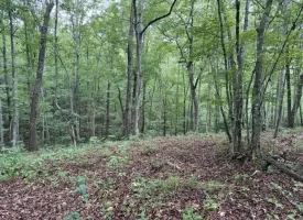 188+/-acres beautiful, wooded property Near Franklin State Forest