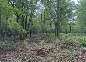 188+/-acres beautiful, wooded property Near Franklin State Forest