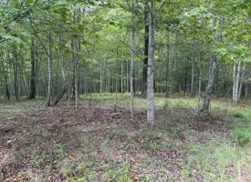 188+/-acres beautiful, wooded property Near Franklin State Forest